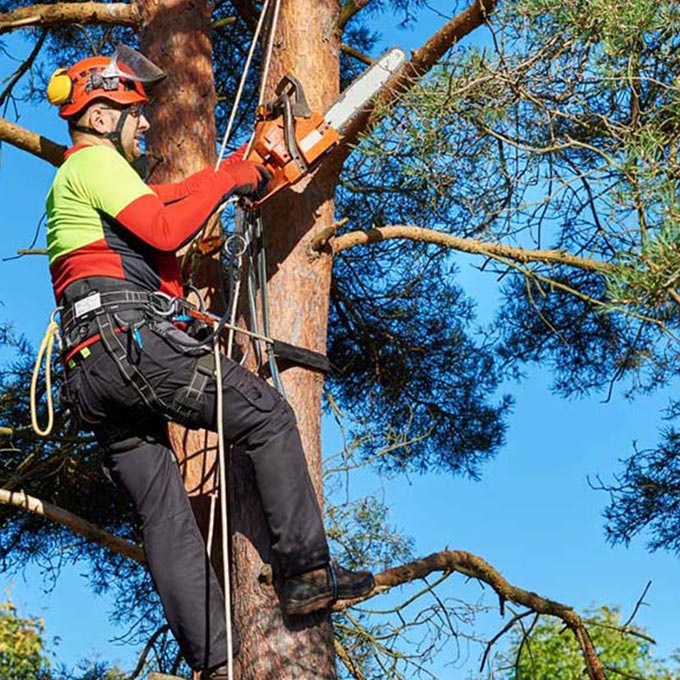 A Better Cut Tree Service And More Arborist Services